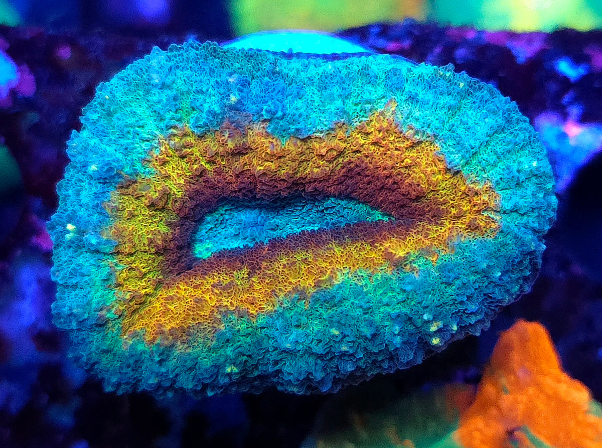 Lobophyllia Rainbow WYSIWYG / 413 – Produktbild
