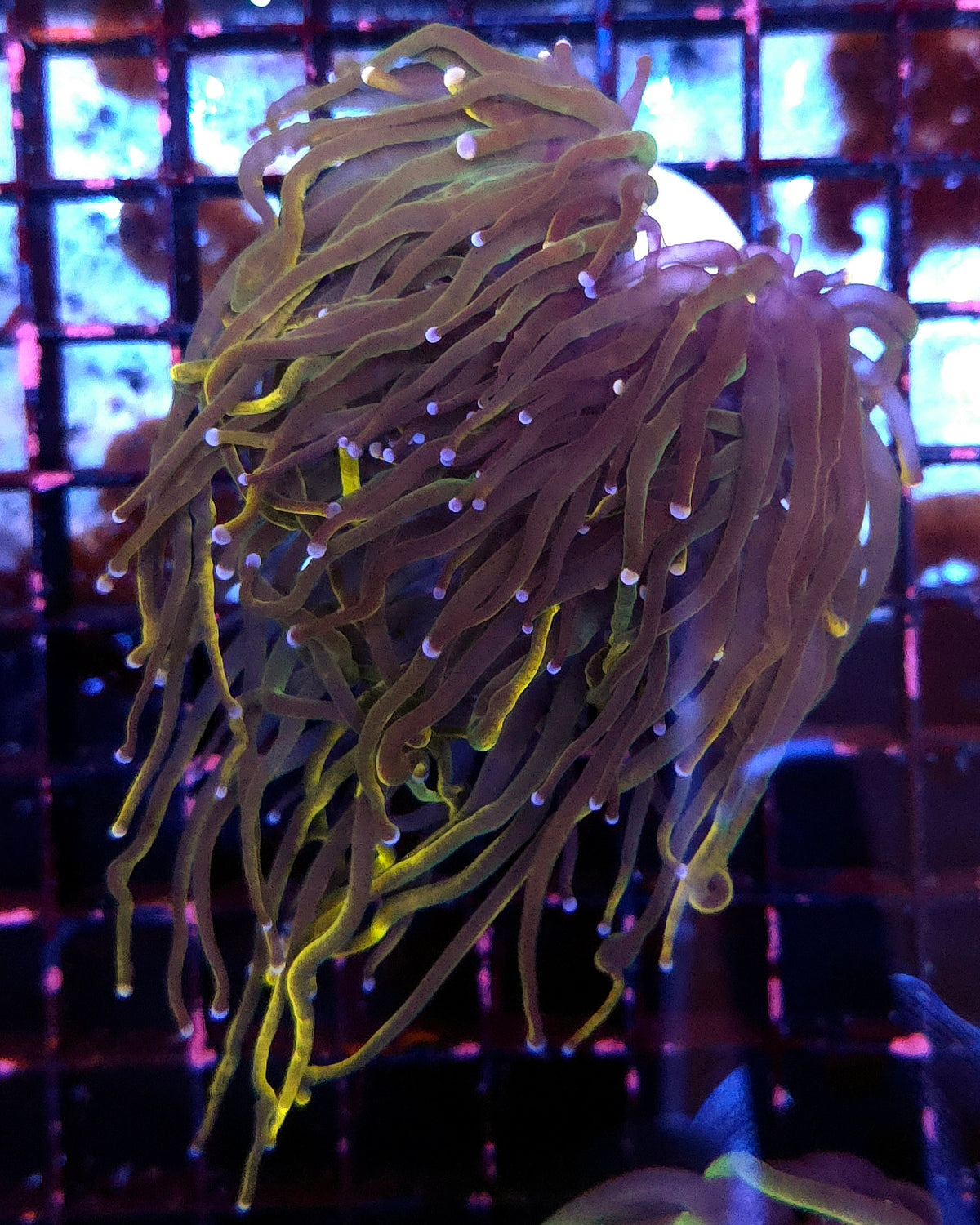 Euphyllia glabrescens Holy Grail Rapunzel Torch 3 Köpfe WYSIWYG - DNZ / 472