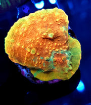 Echinophyllia Chalice Volcaura WYSIWYG / 473