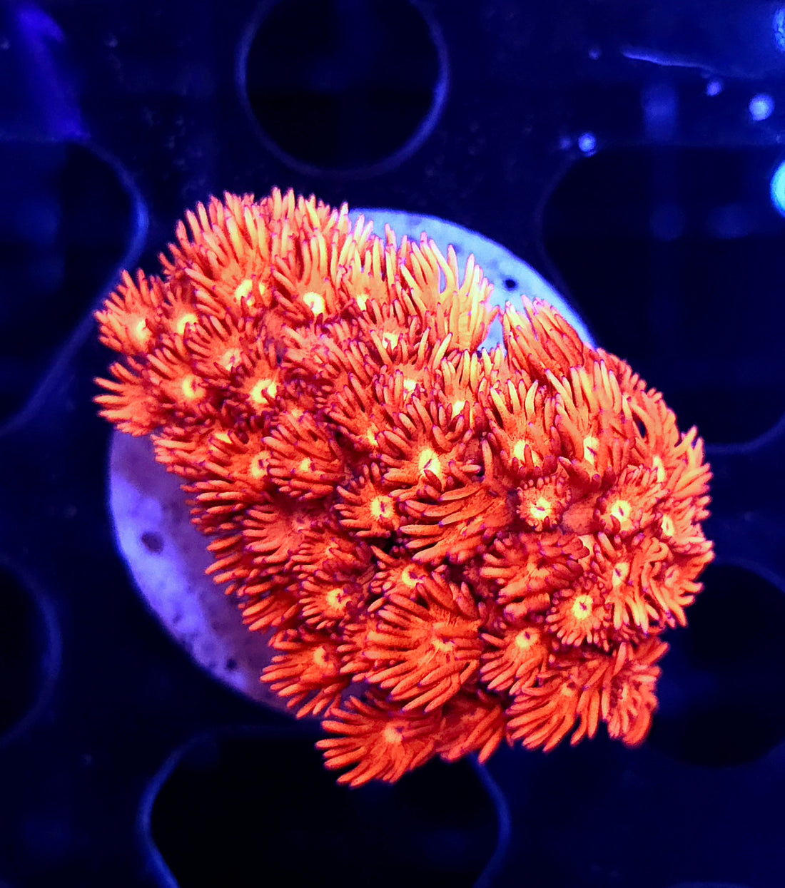 Goniopora Supernova Rose WYSIWYG / 474