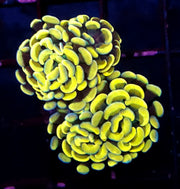 Euphyllia Branching Hammer Golden Sun 24k 2 Köpfe WYSIWYG - DNZ / 475