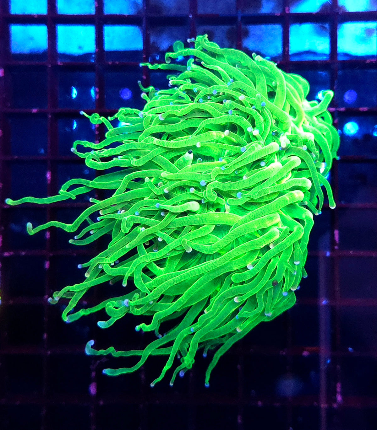 Euphyllia Glabrescens Torch Cotton Candy 2 köpfe WYSIWYG / 478 – Produktbild
