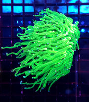 Euphyllia Glabrescens Torch Cotton Candy 2 köpfe WYSIWYG / 478 – Produktbild