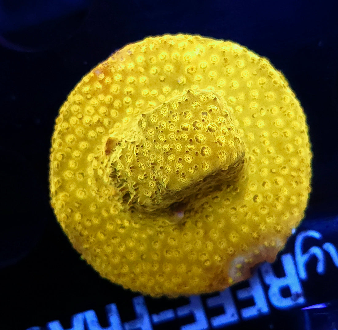 Stylocoeniella Yellow Canary / 486