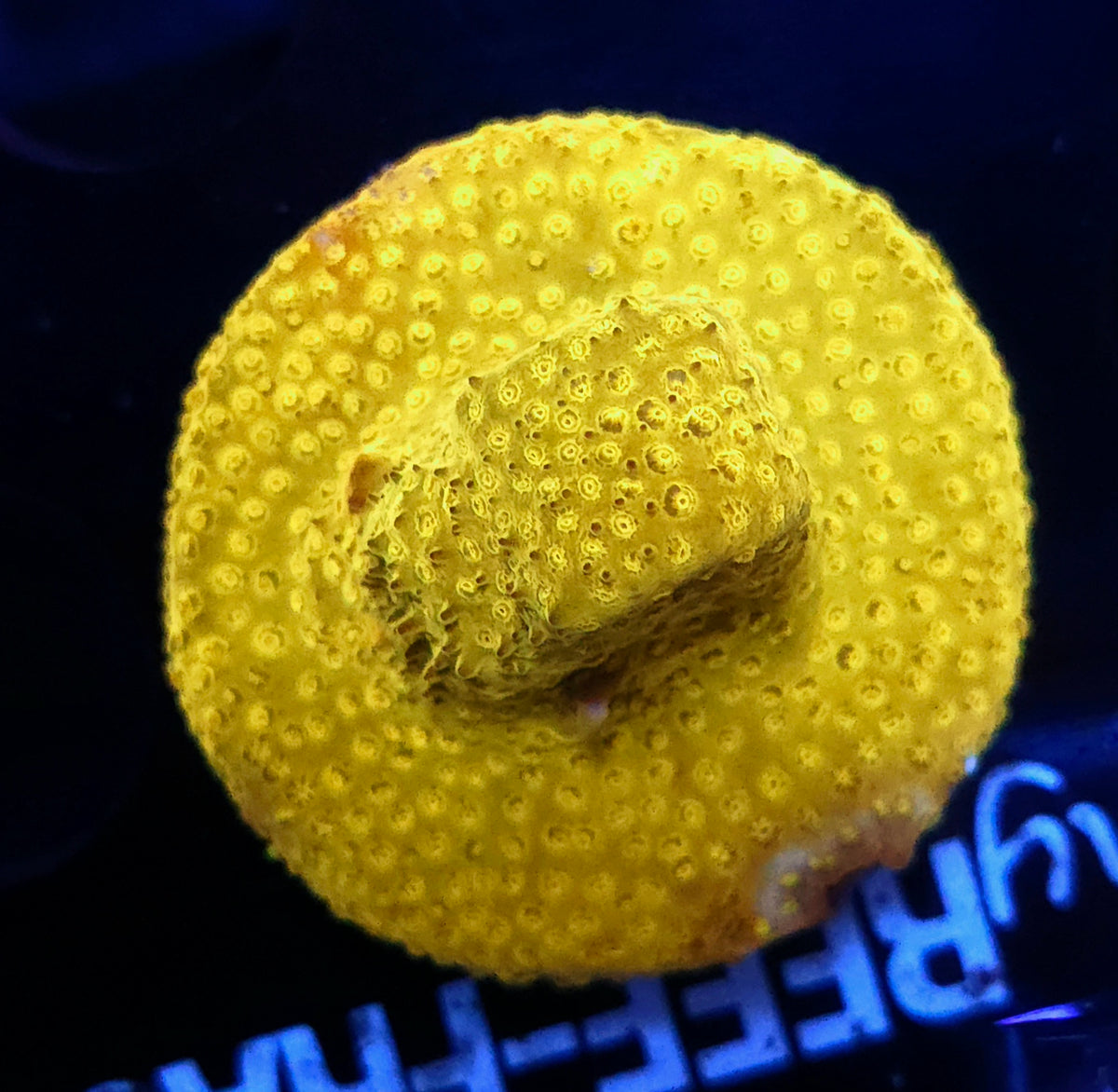 Stylocoeniella Yellow Canary / 486 – Produktbild