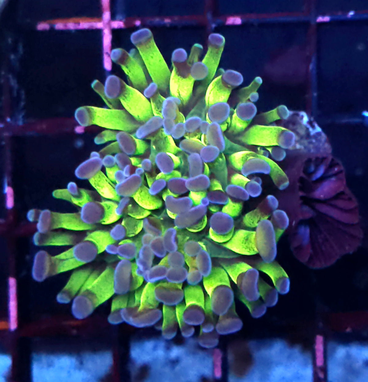 Euphyllia paraancora Hammer Bicolor WYSIWYG - DNZ / 486