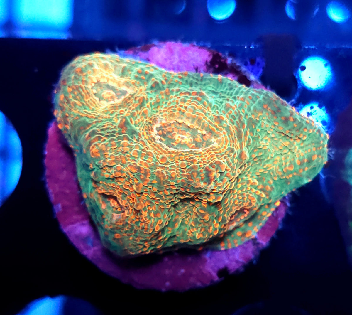 Echinophyllia Molten Moss Chalice WYSIWYG / 487
