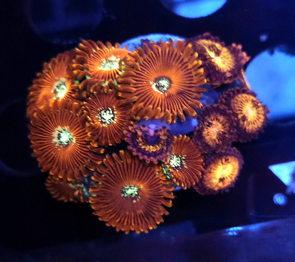 Zoanthus Mix WYSIWYG / 489 – Produktbild