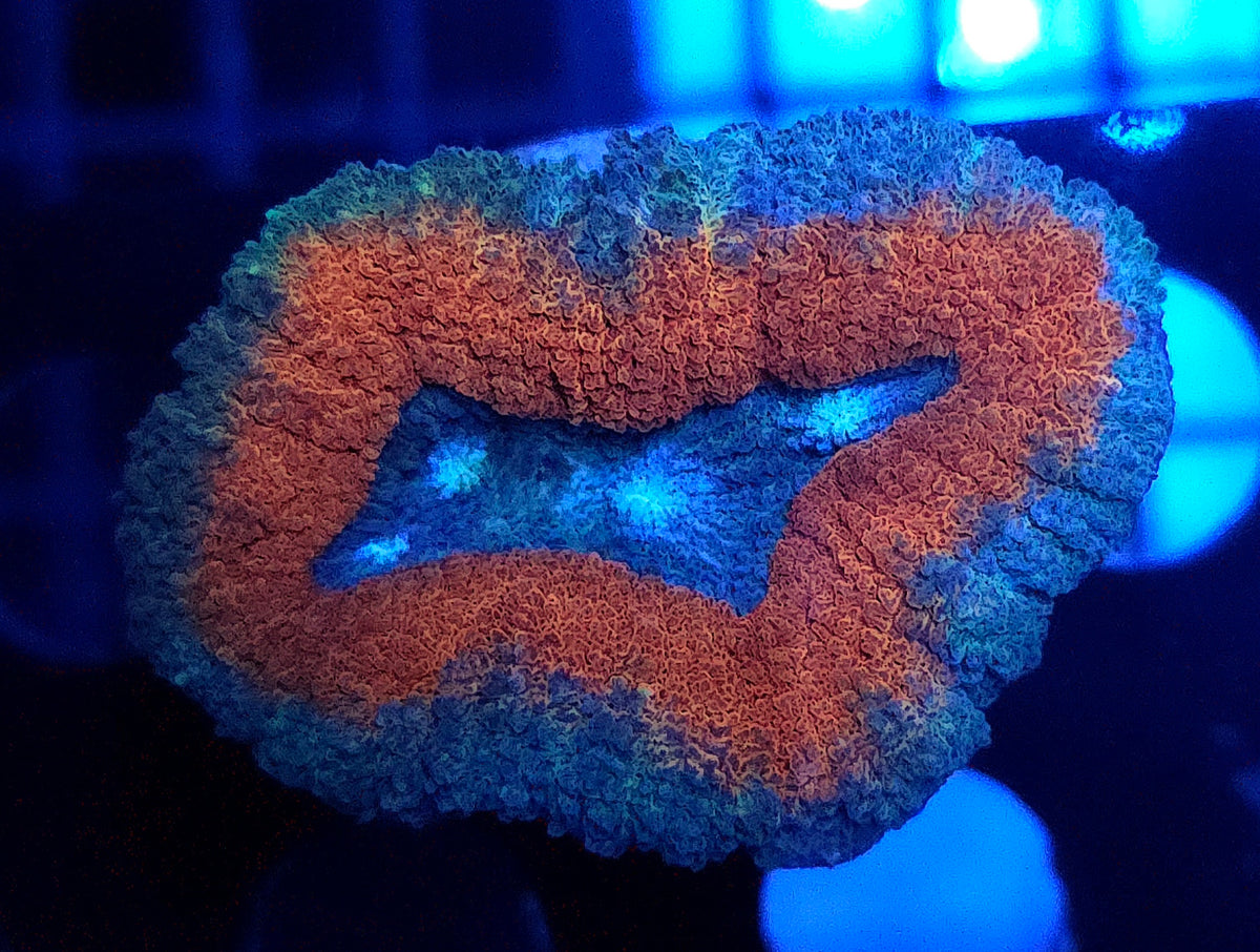 Lobophyllia Rainbow WYSIWYG / 492 – Produktbild
