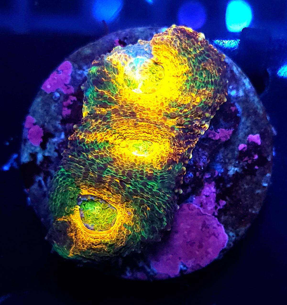 Acanthastrea echinata Rainbow WYSIWYG / 493 – Produktbild