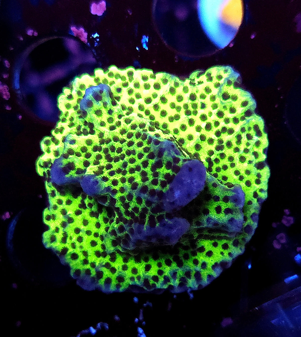 Montipora confusa WYSIWYG / 495 – Produktbild