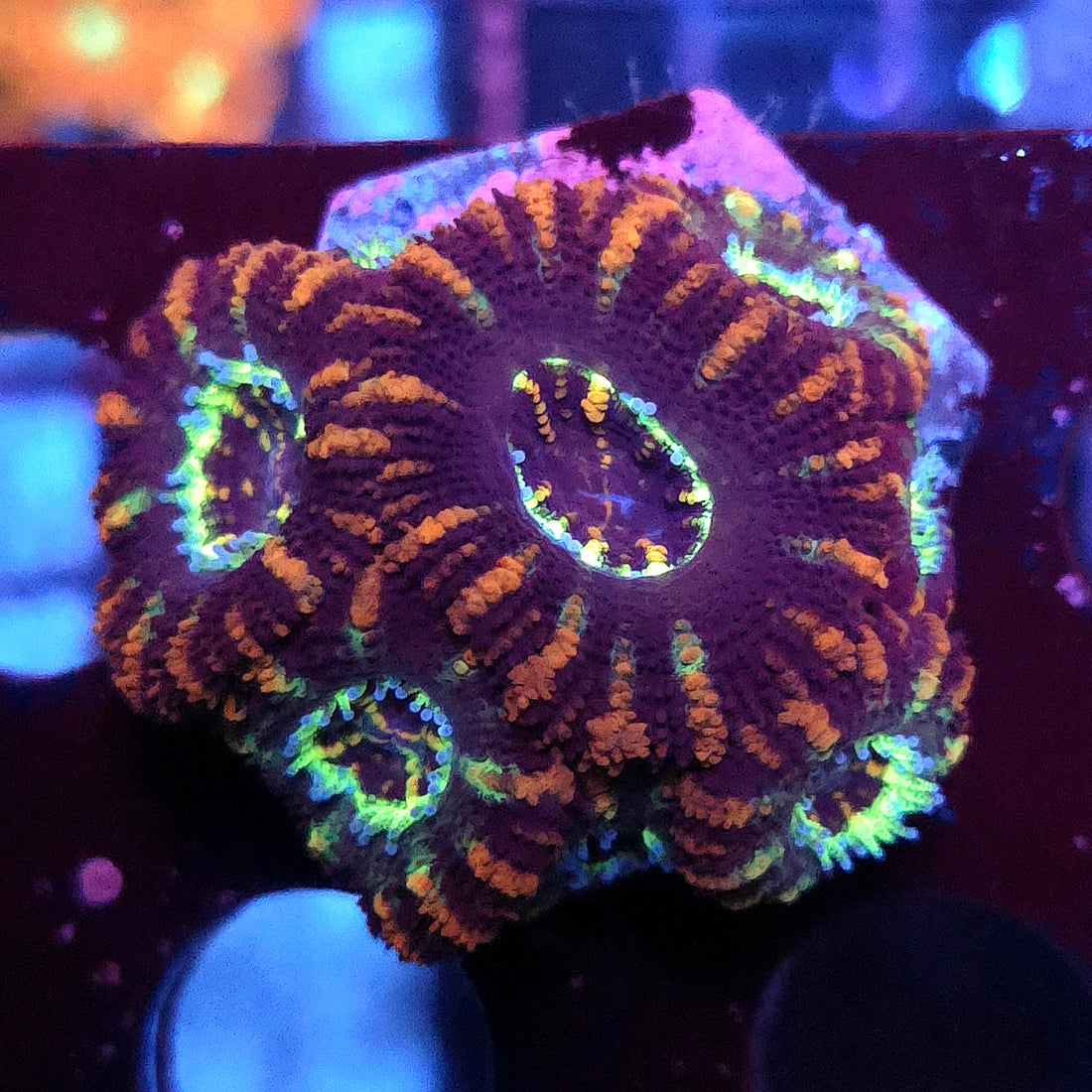 Acanthastrea lordhowensis WYSIWYG / 497