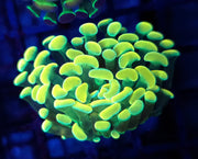 Euphyllia Branching Hammer CP Limecoil WYSIWYG - DNZ / 248 – Produktbild