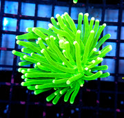 Euphyllia glabrescens torch Hulk WYSIWYG / 504 – Foto 1: Blaulicht / Photo 1: blue light