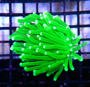 Euphyllia glabrescens torch Hulk WYSIWYG / 504 – Foto 2: Tageslicht / Photo 2: daylight