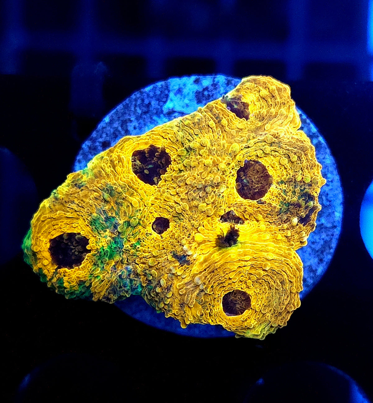 Acanthastrea echinata Rainbow WYSIWYG / 505 – Produktbild