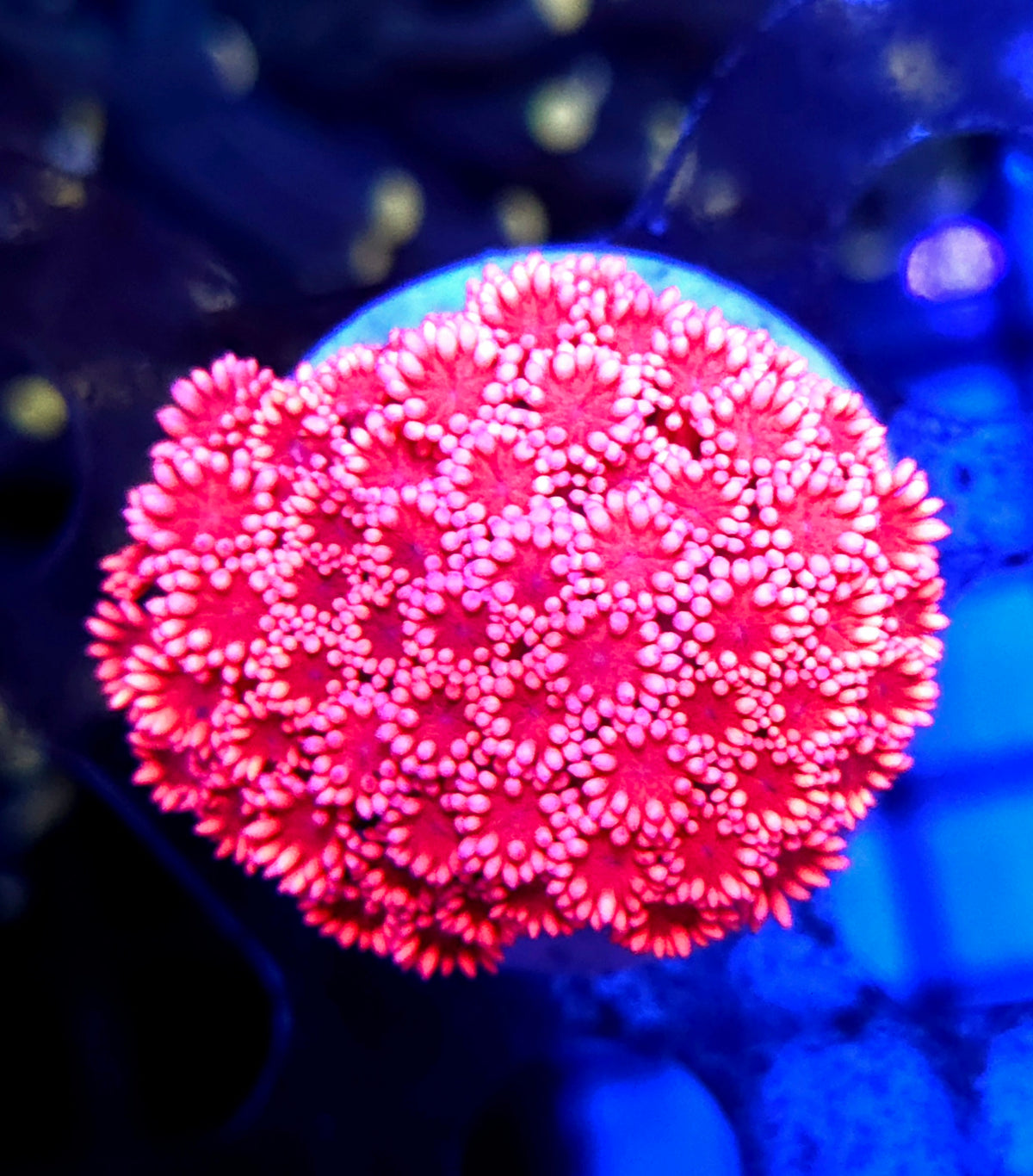 Goniopora Pink Flamingo WYSIWYG - DNZ / 506 – Produktbild
