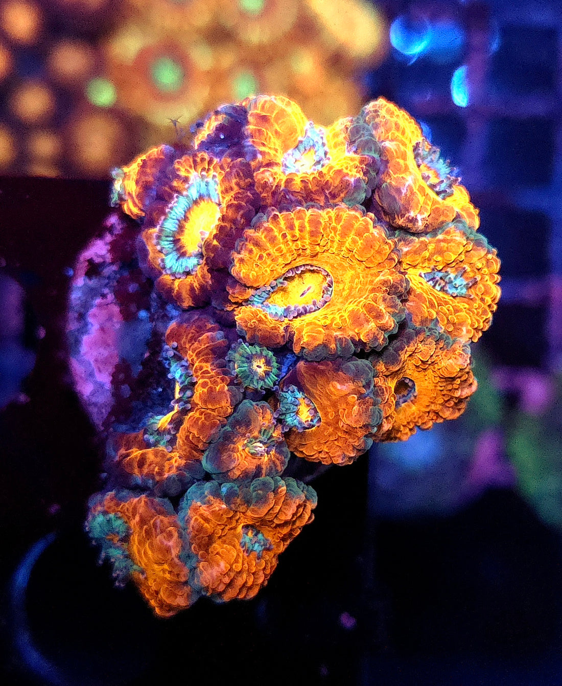 Acanthastrea lordhowensis WYSIWYG / 507