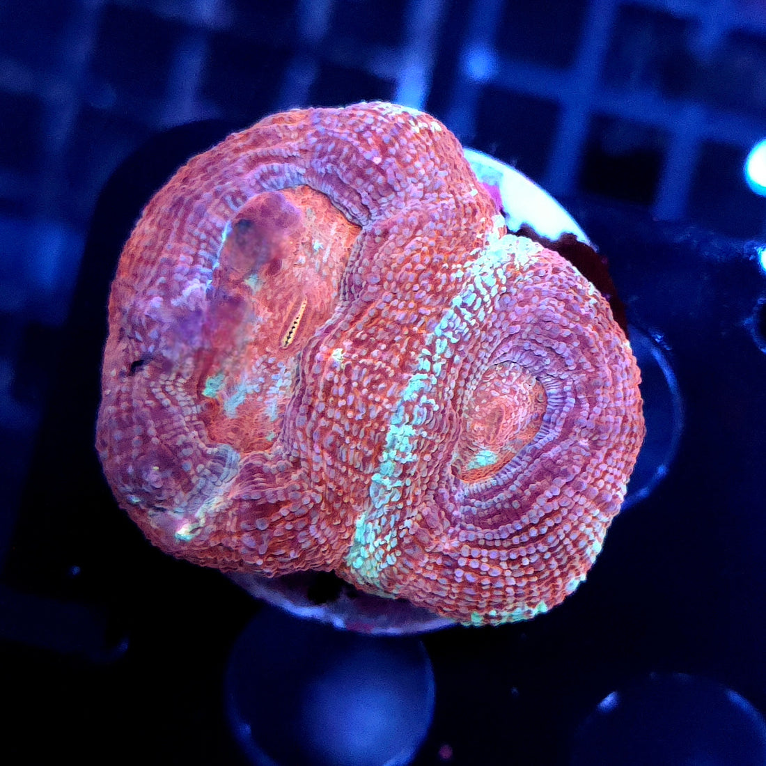 Acanthastrea bowerbanki WYSIWYG / 508