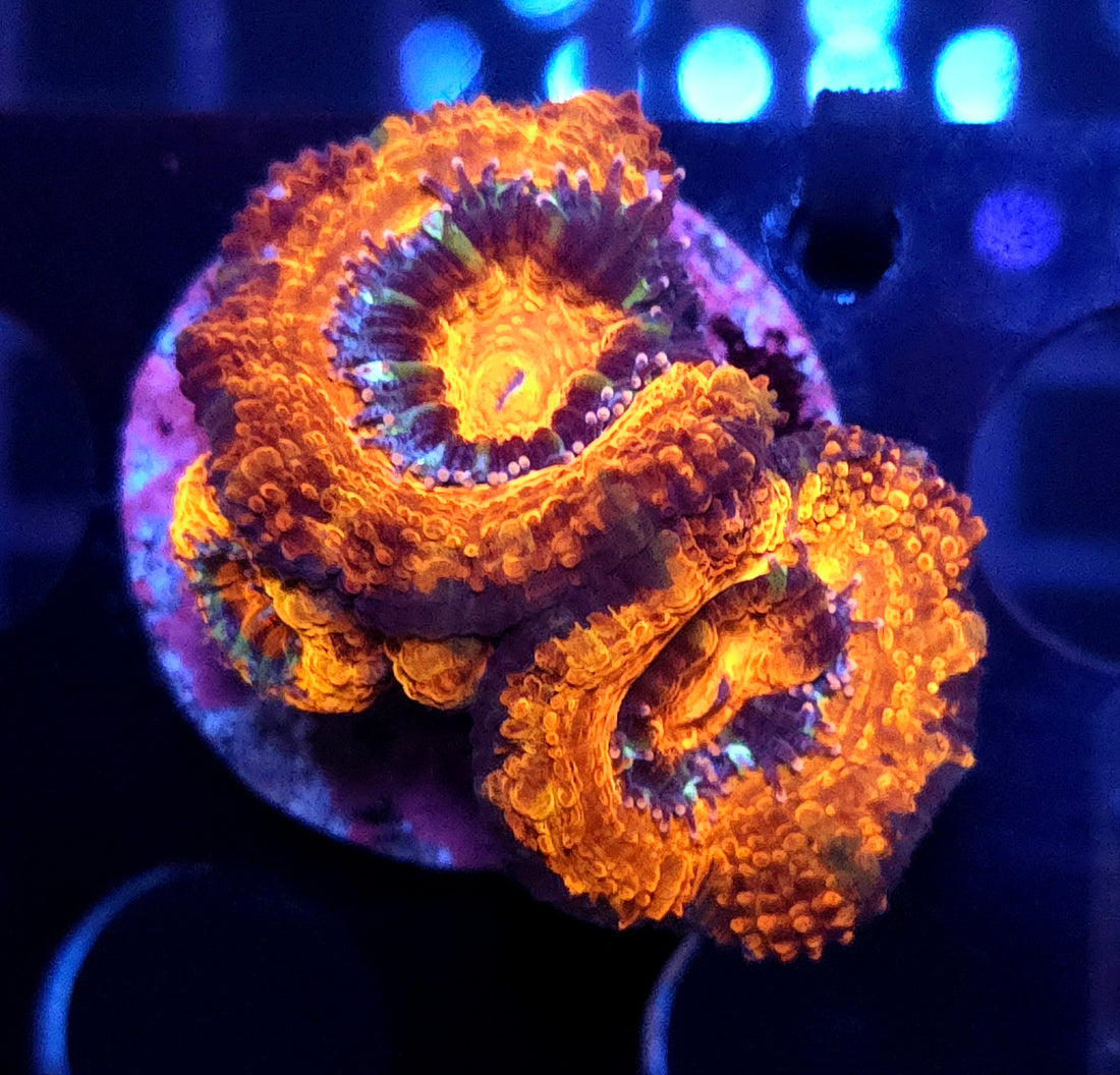 Acanthastrea lordhowensis WYSIWYG / 522