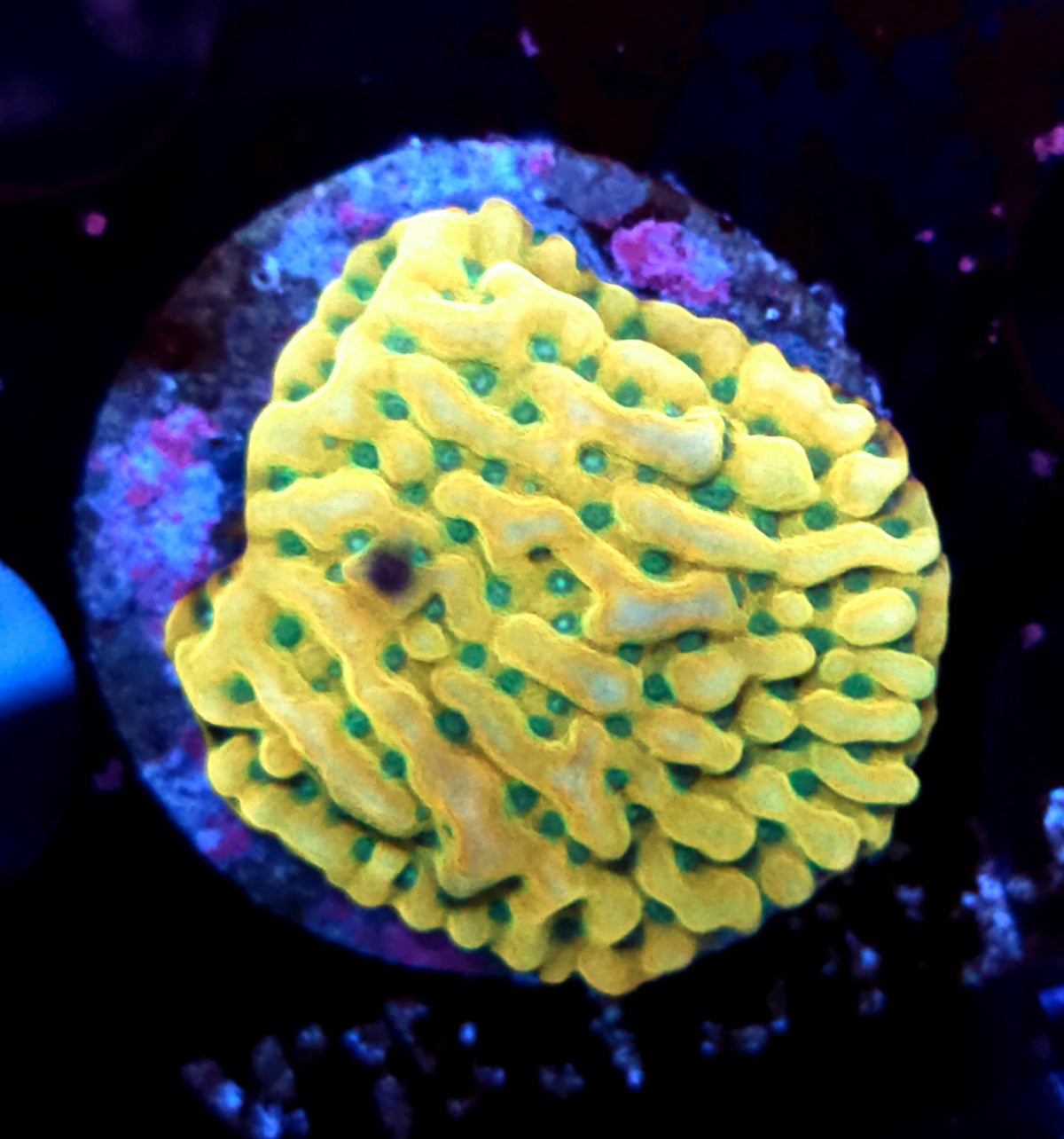 Montipora danae JF Beach Bum WYSIWYG / 527 – Produktbild