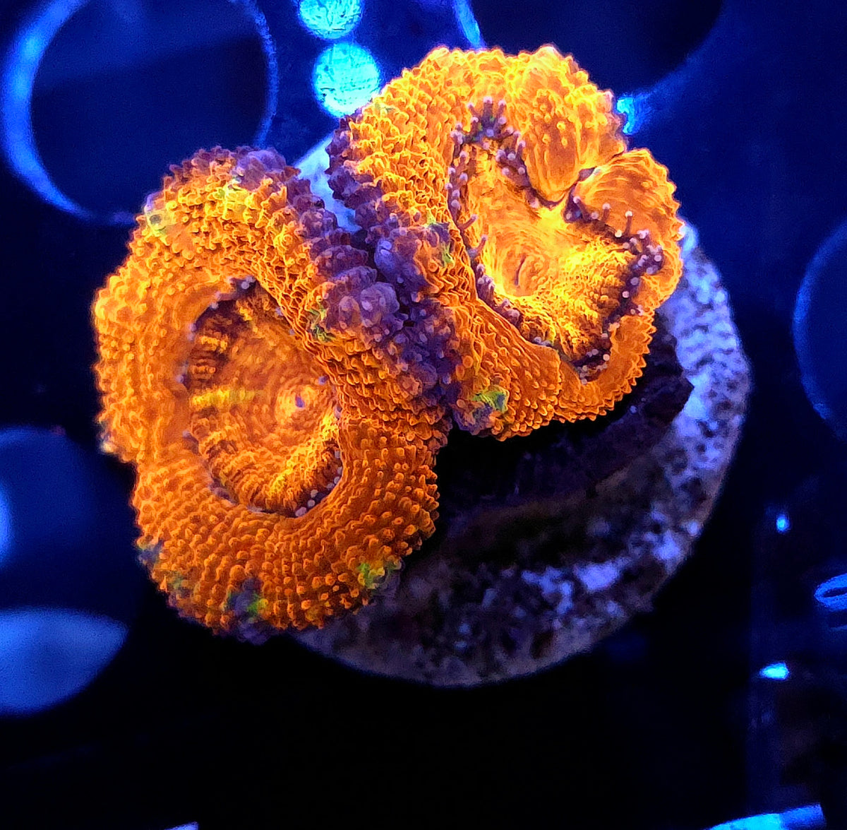 Acanthastrea lordhowensis WYSIWYG / 528