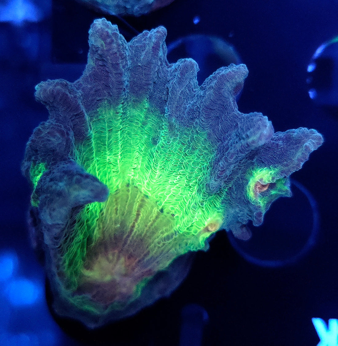 Pectinia Rainbow WYSIWYG - DNZ / 534
