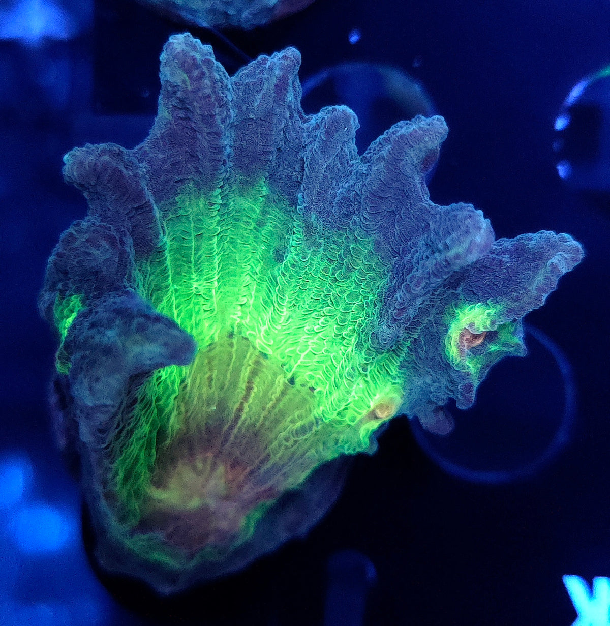 Pectinia Rainbow WYSIWYG - DNZ / 534 – Produktbild