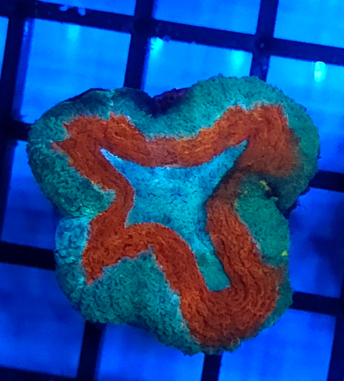 Lobophyllia Rainbow WYSIWYG / 535 – Produktbild