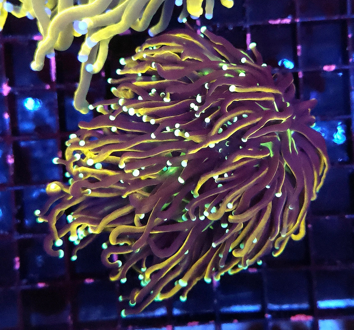 Euphyllia Glabrescens Golden Torch Hellfire 2 Köpfe WYSIWYG - DNZ / 536