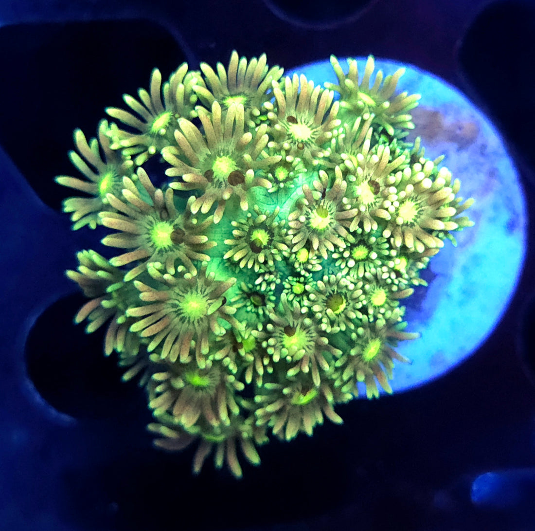 Goniopora Honey Fern WYSIWYG / 540