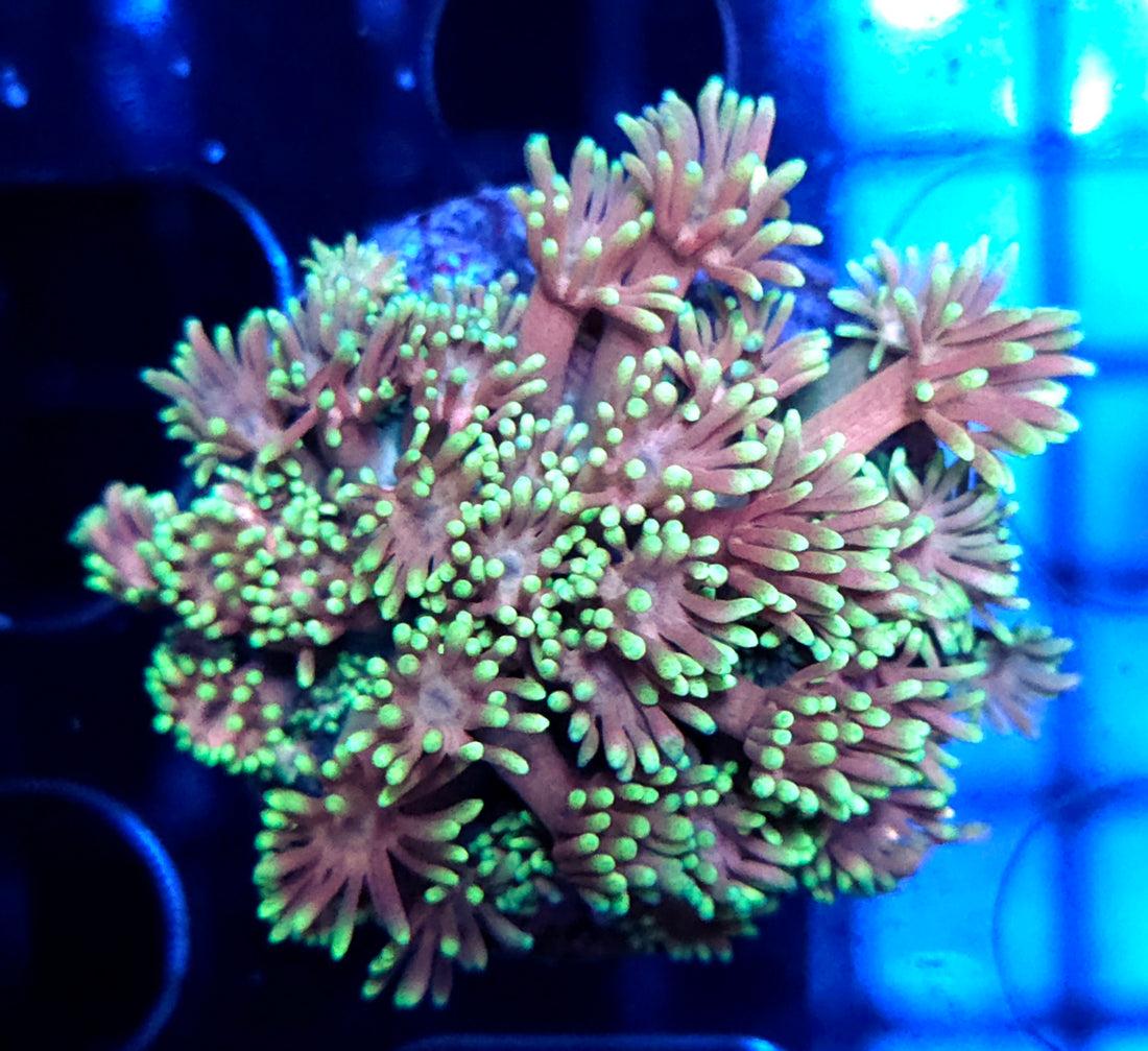 Goniopora Candy Glow WYSIWYG - DNZ / 543