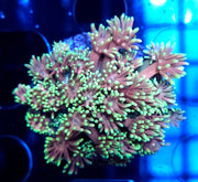 Goniopora Candy Glow WYSIWYG - DNZ / 543 – Produktbild