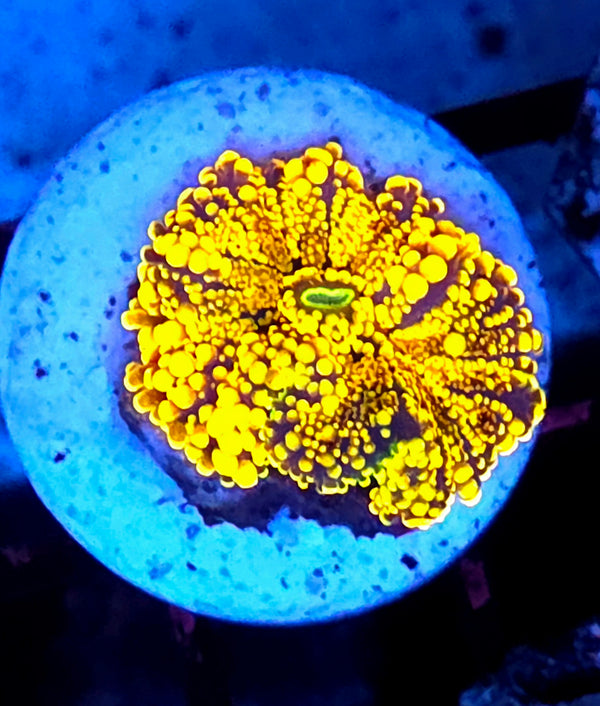 Ricordea Yuma Orange Mushroom Anemone WYSIWYG / 546