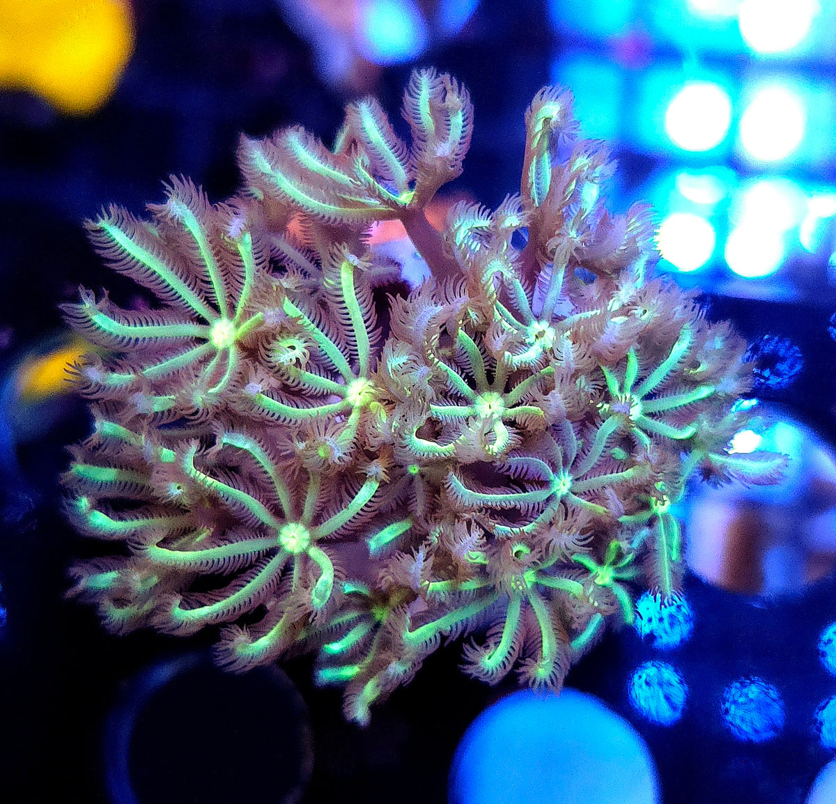 Tubipora Snow Day WYSIWYG / 548