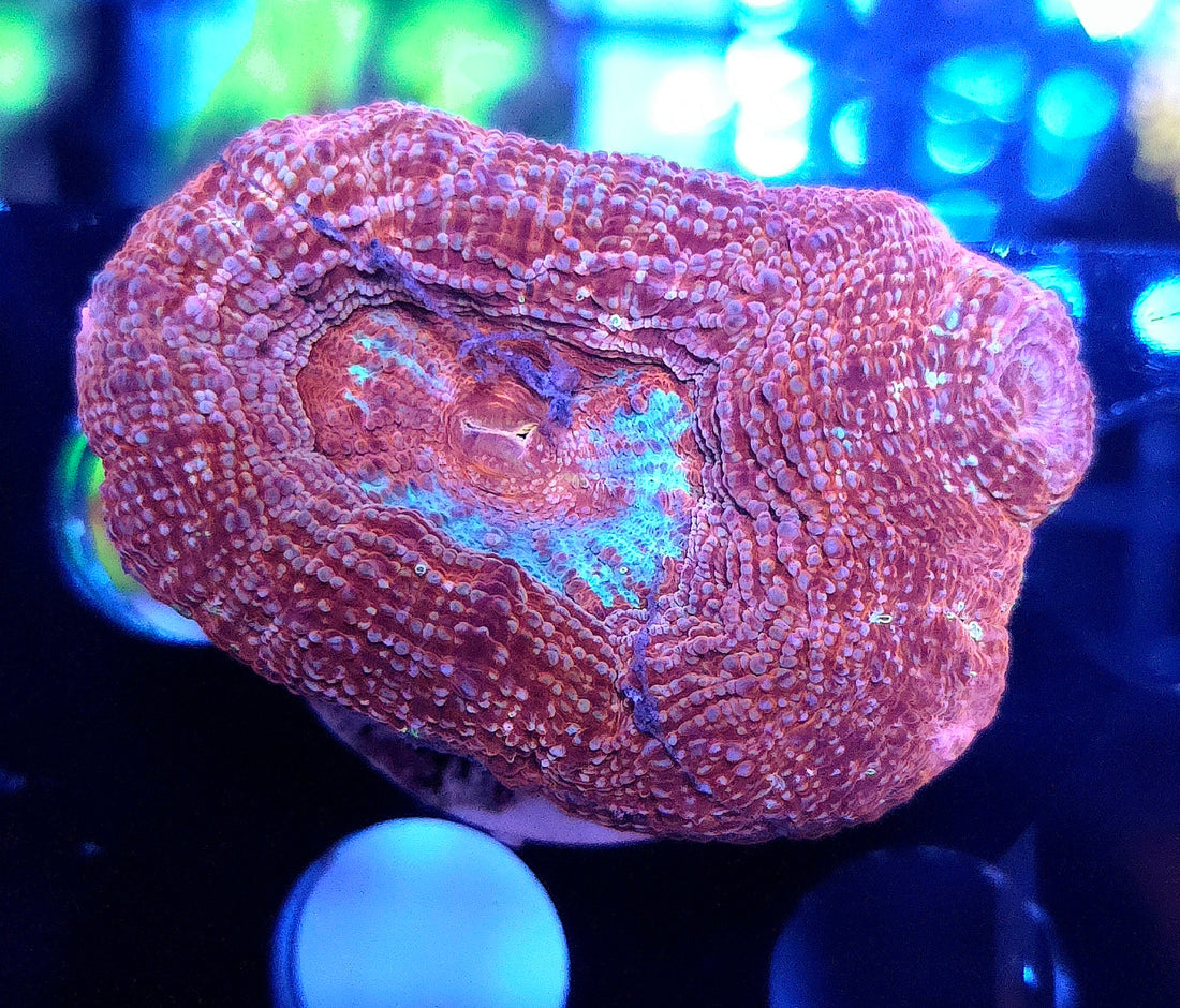 Acanthastrea bowerbanki WYSIWYG / 550