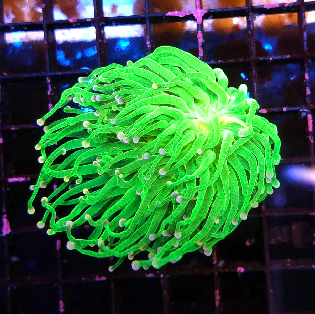 Euphyllia Glabrescens Torch Cotton Candy WYSIWYG / 551