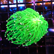 Euphyllia Glabrescens Torch Cotton Candy WYSIWYG / 551