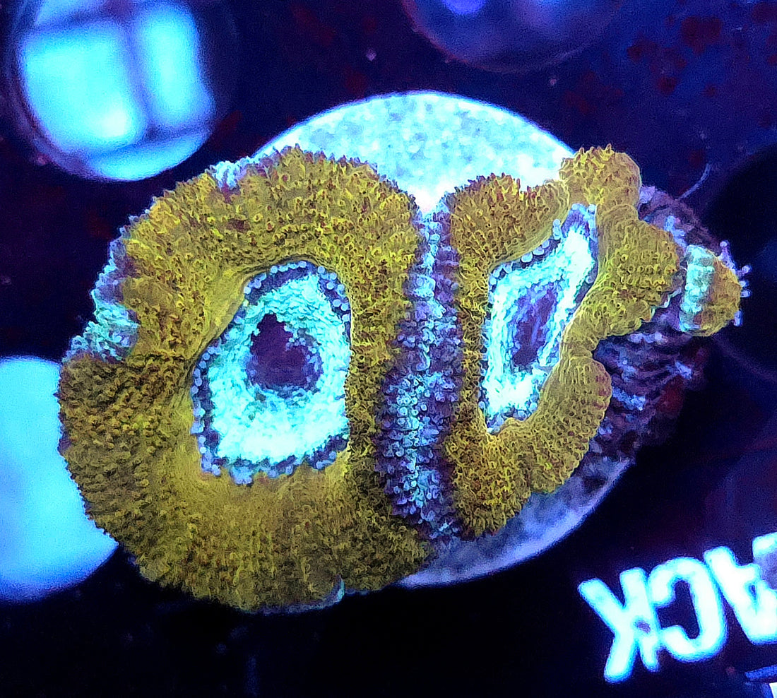 Acanthastrea lordhowensis WYSIWYG / 551