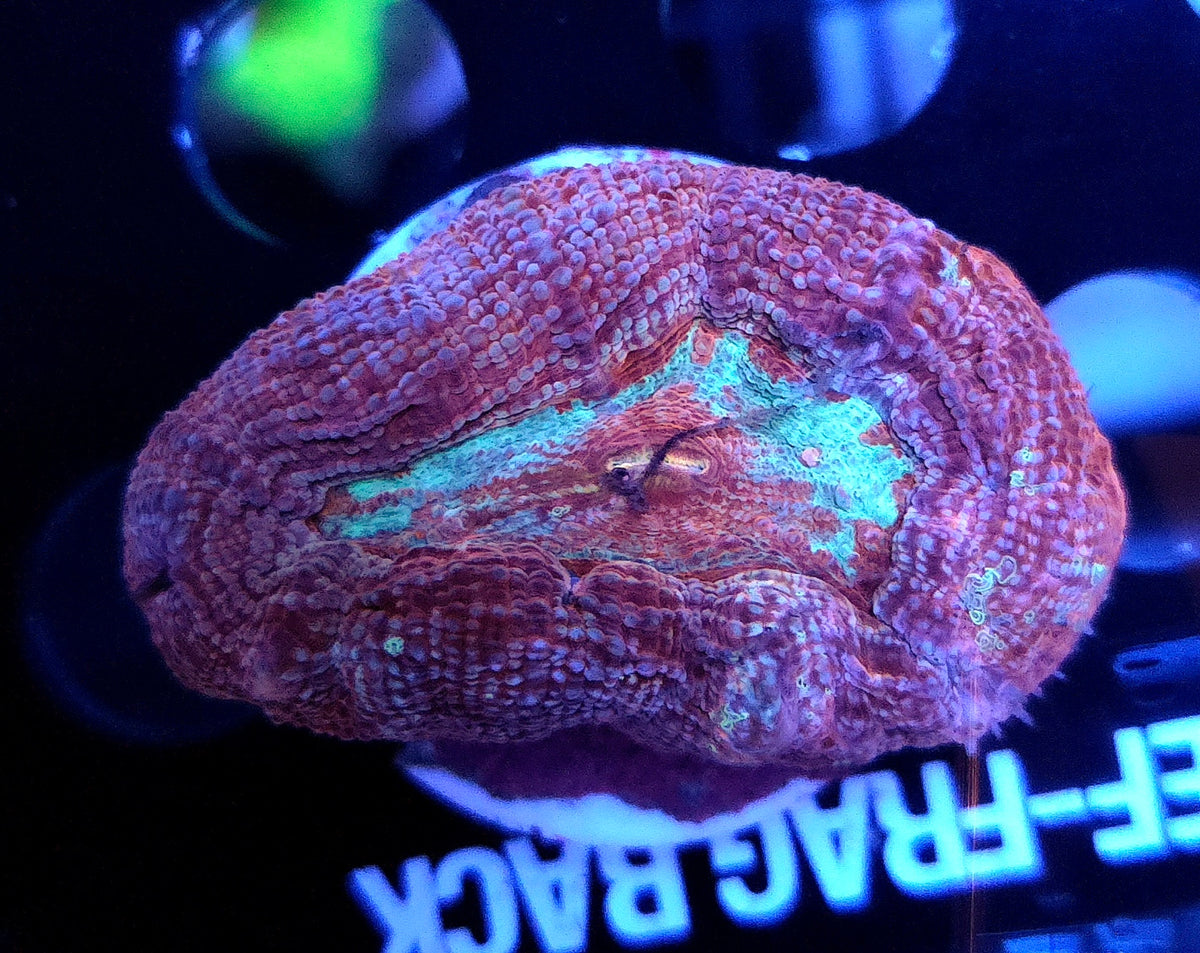 Acanthastrea bowerbanki WYSIWYG / 552 – Produktbild