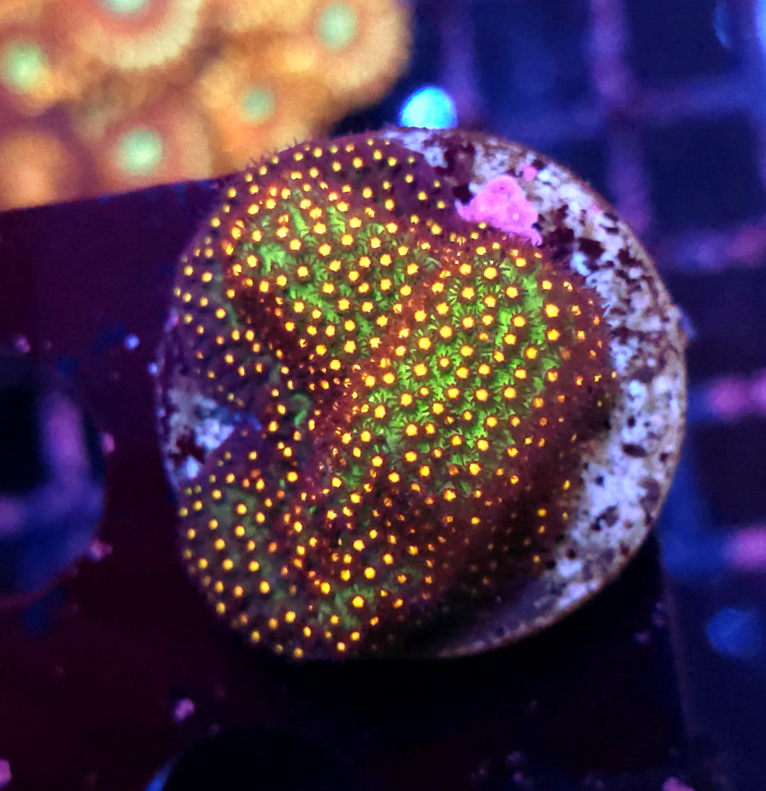 JF Stylocoeniella Sunset / 553