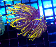 Euphyllia Glabrescens Golden Torch 24K WYSIWYG - DNZ / 554 – Produktbild