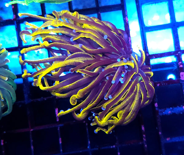 Euphyllia Glabrescens Golden Torch 24K WYSIWYG - DNZ / 554