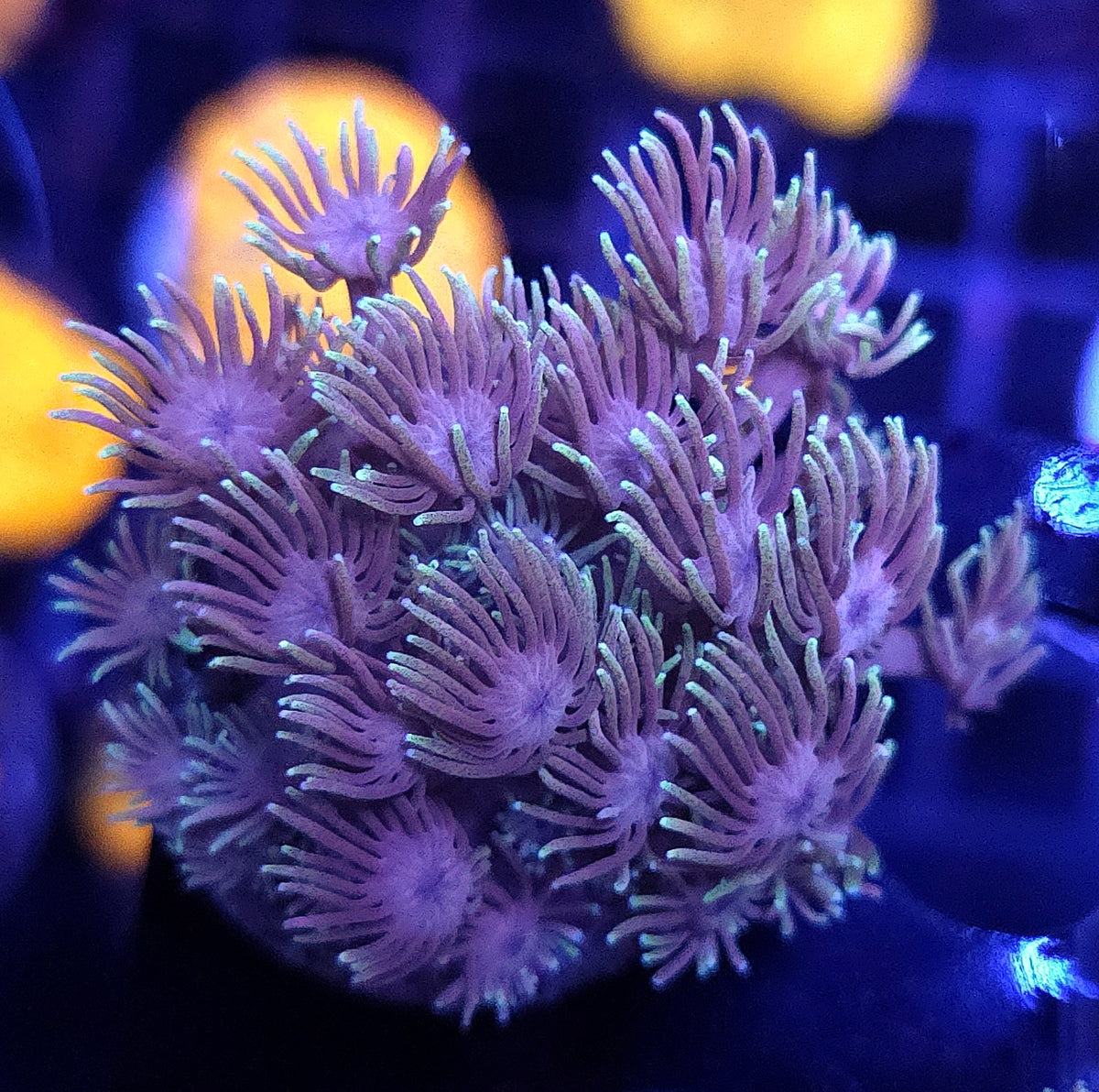 Goniopora Stellar Bloom Core WYSIWYG / 559