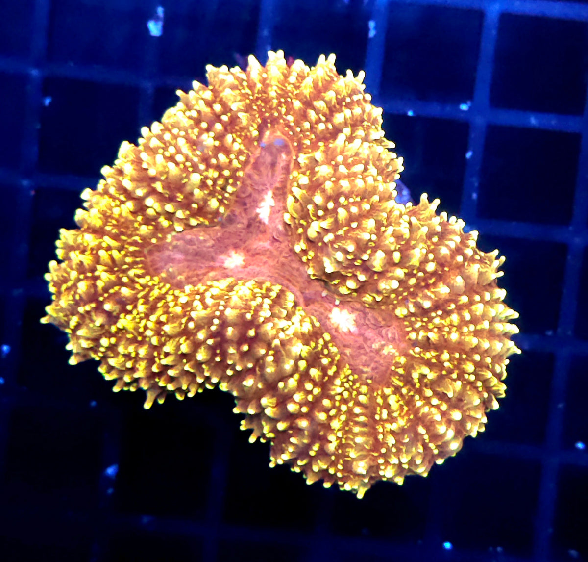 Lobophyllia Rainbow WYSIWYG / 564 – Produktbild