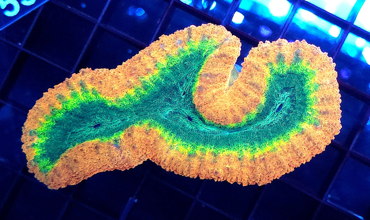 Lobophyllia Rainbow WYSIWYG / 565 – Produktbild