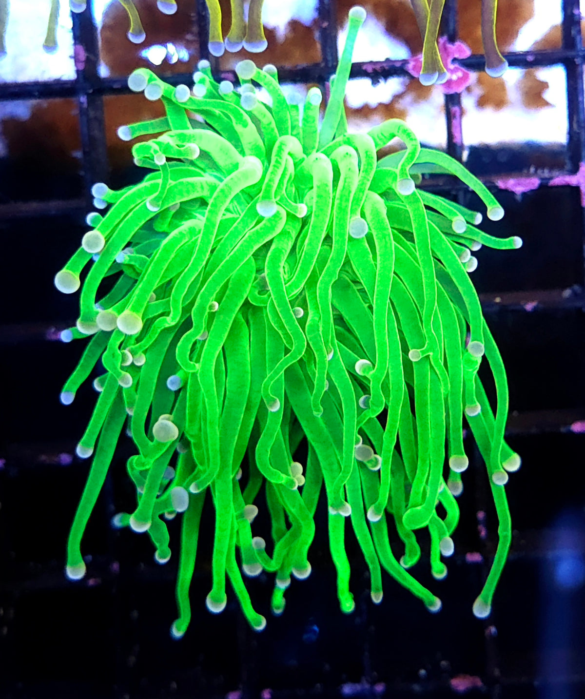 Euphyllia Glabrescens Torch Cotton Candy WYSIWYG / 565