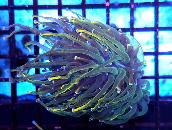 Euphyllia glabrescens Holy Grail Rapunzel Torch 3 Köpfe WYSIWYG - DNZ / 567