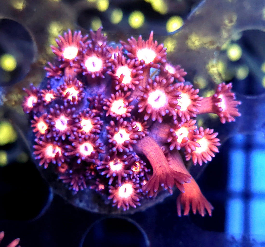 Goniopora Supernova Rose WYSIWYG - DNZ / 569