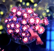 Goniopora Supernova Rose WYSIWYG - DNZ / 569 – Produktbild